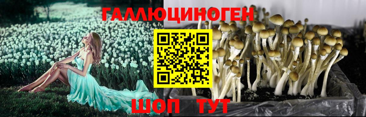 Псилоцибиновые грибы GOLDEN TEACHER Гурьевск
